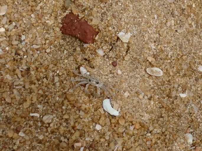 Small crab at Mount Lavinia Hotel beach, Colombo, Sri Lanka