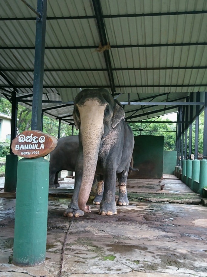 Dehiwala-National-Zoo-Bandula-elephant