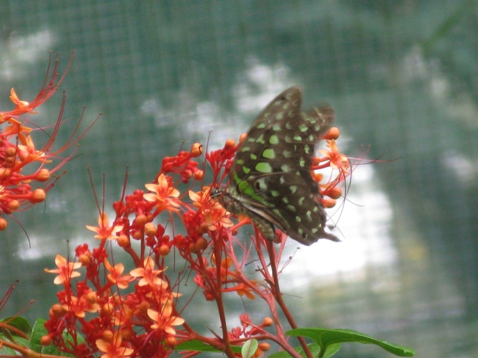 Dehiwala-National-Zoo-butterfly-1