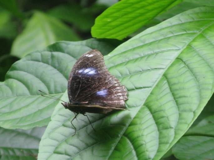 Dehiwala-National-Zoo-butterfly-2