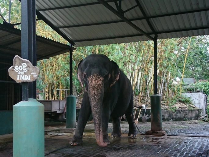 Dehiwala-National-Zoo-Indi-elephant