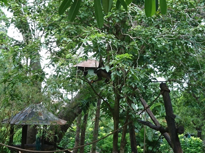 Dehiwala-National-Zoo-monkeys-1
