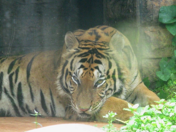 Dehiwala-National-Zoo-tiger
