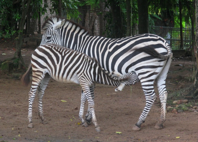Dehiwala-National-Zoo-zebras
