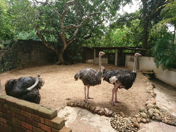 Dehiwala-National-Zoo