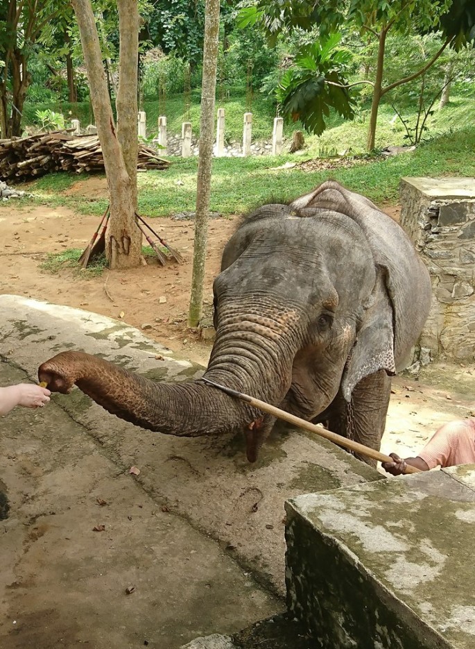 Feeding elephant, Upali elephant safari, Kegalle, Sri Lanka