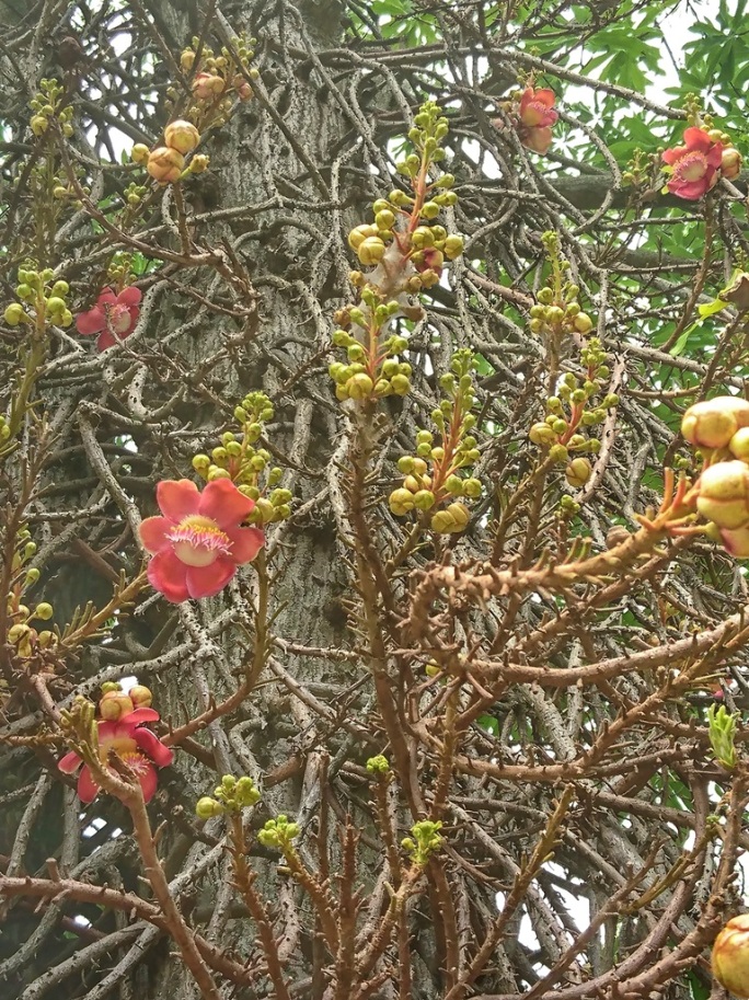 Flower-of-Buddha-tree-Viharamahadevi-Park-7