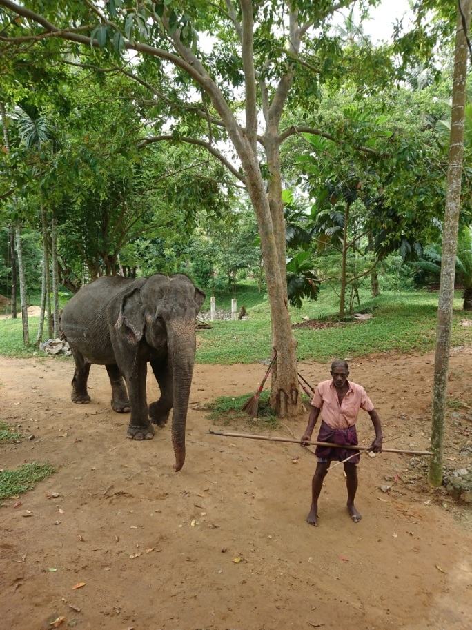 Upali elephant safari, Kegalle, Sri-Lanka