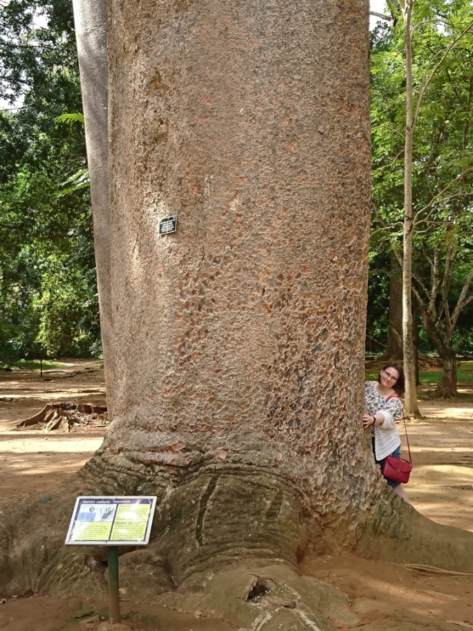Agathis robusta, Royal Botanic Gardens, Peradeniya, Sri Lanka