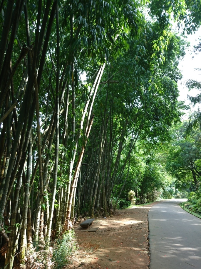 Bamboo collection, Royal Botanic Gardens, Peradeniya, Sri Lanka