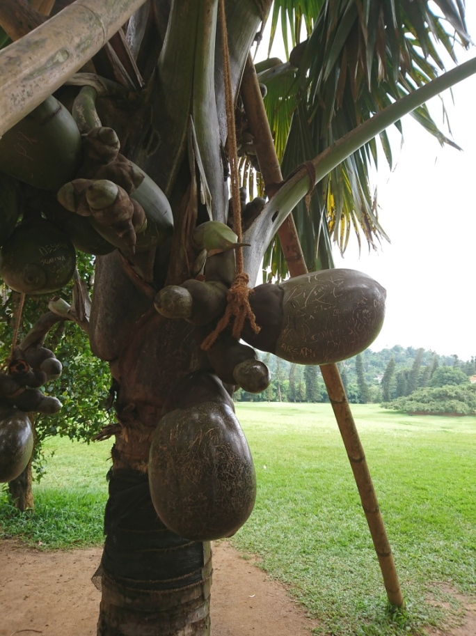 Double coconut palm, Royal Botanic Gardens, Peradeniya, Sri Lanka