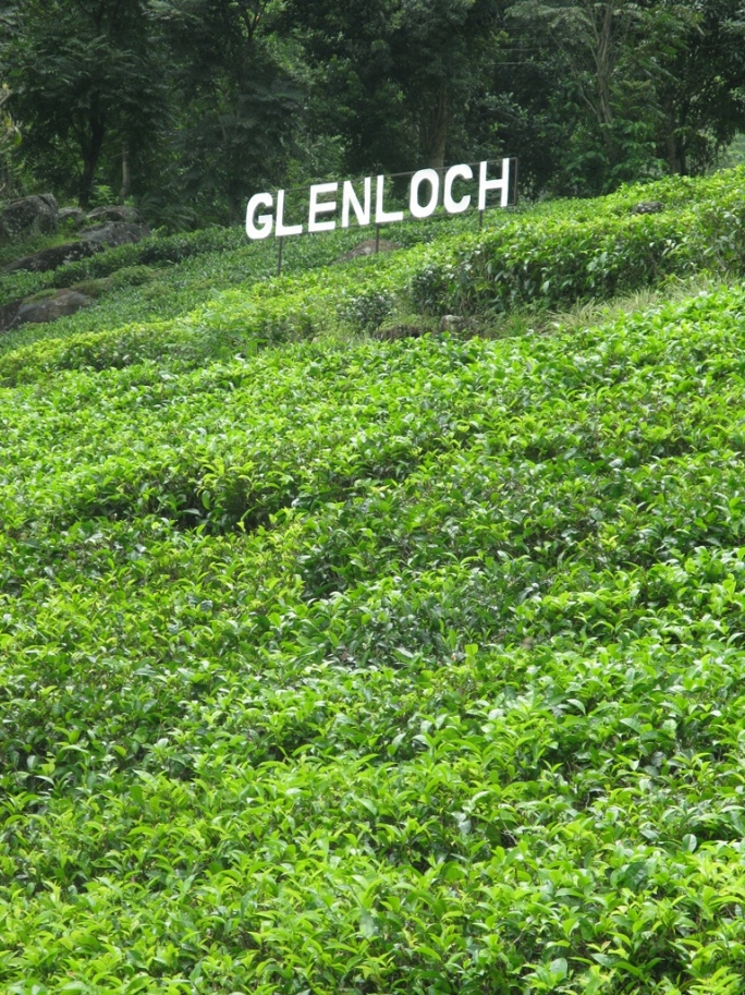 Glenloch tea plantation, Sri-Lanka