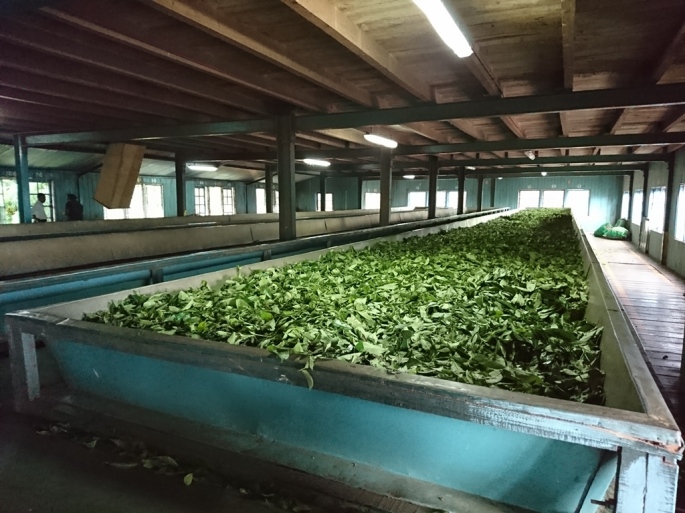Glenloch tea factory, Sri-Lanka