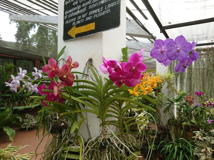 Orchid house, Royal Botanic Gardens, Peradeniya, Sri Lanka