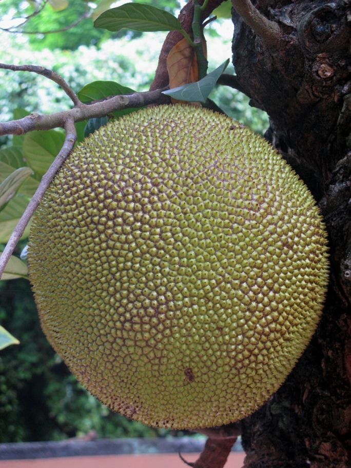 Jackfruit, Sri Lanka