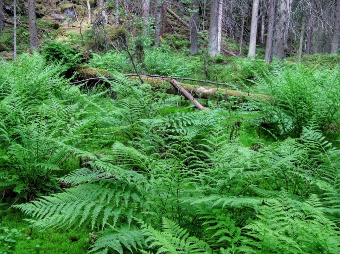 Exploring Finland: Magical forest of Jämsä
